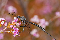 Gasteruptid wasp (Gasteruption sp.) female, feeding on a Myrtle (Myrtus sp.) flower Bindoo Hill Nature Reserve, Western Australia. September. (Gasteruptiidae)