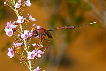 Gasteruptid wasp (Hyptiogaster sp.) female, feeding on a Waxflower (Chamelaucium sp.) flowers, Kalbarri National Park, Western Australia. August. (Gasteruptiidae)