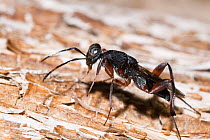 Parasitic wasp (Thaumasura sp.) male, on tree bark, Chaelundi National Park, New South Wales, Australia. September. (Pteromalidae)