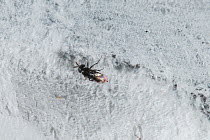 Parasitic wasp (Fulgoridicida sp.) laying eggs into Planthopper (Platybrachys sp.) egg cocoon, Dragon Rocks Nature Reserve, Western Australia. December. (Encyrtidae)