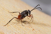 Hatchet wasp (Acanthinevania sp.) portrait, Lake Joondalup Reserve, Western Australia. January (Evaniidae)