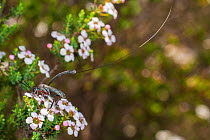 Gasteruptid wasp (Gasteruption sp.) female, exhibiting full length of its strikingly long ovipositor while feeding on a Waxflower (Chamelaucium sp.), Dryandra Forest, Western Australia. October. (Gast...