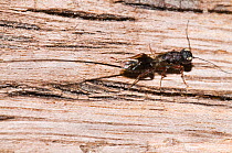 Parasitic wasp (Megalyra sp.) female, on tree bark, Chaelundi National Park, New South Wales, Australia. September. (Megalyridae)