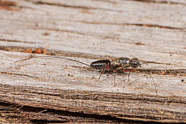 Parasitic wasp (Megalyra sp.) female, on tree bark, South West forests, Western Australia. March. (Megalyridae)