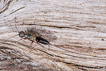 Parasitic wasp (Megalyra sp.) female, on tree bark, South West forests, Western Australia. March. (Megalyridae)