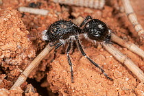 Velvet ant (Bothriomutilla rugicollis) female, portrait,   Kalbarri National Park, Western Australia. August. (Mutillidae)