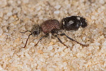 Velvet ant (Ephutomorpha pacificatrix) female, portrait, Peak Charles National Park,  north-west of Esperance, Western Australia. December. (Mutillidae)