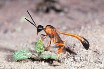 Gasteruptid wasp (Pseudofoenus sp.) female, resting on a tiny desert plant (Chenopod sp.) to escape the hot desert sand, Durba Hills, Little Sandy Desert, Western Australia. August. (Gasteruptiidae)