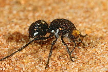 Velvet ant (Bothriomutilla sp.) female, on sand,  Dampier Peninsula, West Kimberley Region, Western Australia. May. (Mutillidae)
