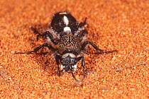 Velvet ant (Ephutomorpha formicaria) female, on sand, Goongarrie Station, north of Kalgoorlie, Western Australia. November. (Mutillidae)
