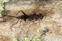 Parasitic wasp (Thaumasura sp.) female, portrait, Fitzgerald River National Park, Western Australia. November. (Pteromalidae)