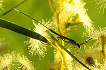 Gasteruptid wasp (Gasteruption sp.) female, foraging among Eucalyptus (Eucalyptus sp.) flowers, Mount Gibbs Nature Reserve, Western Australia. March. (Gasteruptiidae)