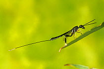 Gasteruptid wasp (Gasteruption sp.) female, resting on a leaf, Mount Gibbs Nature Reserve, Western Australia. March. (Gasteruptiidae)