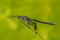 Gasteruptid wasp (Gasteruption sp.) male, resting on a leaf, Mount Gibbs Nature Reserve, Western Australia. March. (Gasteruptiidae)
