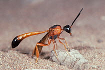 Gasteruptid wasp (Pseudofoenus sp.) female, portrait, on sand, Durba Hills, Little Sandy Desert, Western Australia. August. (Gasteruptiidae)