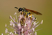 Sawfly (Pamphiliidae) feeding on a flowerhead, Loiret, France. October.