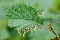 Sawfly (Tenthredinidae) larvae hanging from a leaf, feeding, Loiret, France. September.