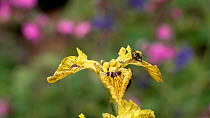 Garden bumblebee (Bombus hortorum) feeding on nectar from flag iris (Iris Pseudocorus) before leaving frame, Greater Manchester, June.