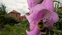 White tailed bumblebees (Bombus lucorum) feed on nectar from a Foxglove (Digitalis purpurea), Greater Manchester, June.