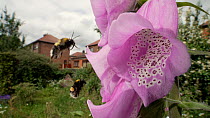 White tailed bumblebees (Bombus lucorum) feed on nectar from a Foxglove (Digitalis purpurea), Greater Manchester, June.