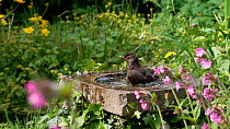 Blackbird (Turdus merula) female bathing in bird bath,  Greater Manchester, April.