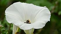 Common carder bee (Bombus pascuorum) feeding on nectar of a Bindweed flower (Calystegia sepium) before leaving frame, Greater Manchester, June.