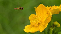 Marmalade hoverfly (Episyrphus balteatus) feeds on nectar from a Marsh marigold (Caltha palustris), Greater Manchester, September.