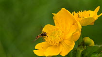 Marmalade hoverfly (Episyrphus balteatus) feeds on nectar from a Marsh marigold (Caltha palustris), Greater Manchester, September.