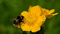 White tailed bumblebee (Bombus lucorum) flies to  Marsh marigold (Caltha palustris)  flower and feeds on nectar from before leaving frame, Greater Manchester, September.