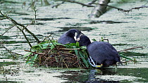 Coot (Fulica atra) pair feeding chicks a the nest, Reddish Vale Country Park, Greater Manchester, June.