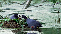 Coot (Fulica atra) pair feeding chicks at the nest, Reddish Vale Country Park, Greater Manchester, June.