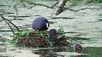 Coot (Fulica atra) pair feeding chicks at the nest and chick leaving nest, Reddish Vale Country Park, Greater Manchester, June.