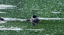 Coot (Fulica atra) adult feeding chick in the water, Reddish Vale Country Park, Greater Manchester, June.