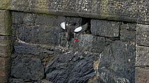 Black guillemot (Cepphus grylle) flying to its nest in harbour wall with food in its beak,  Portpatrick Harbour, Scotland, May.