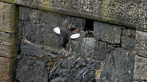 Black guillemot (Cepphus grylle) brings butterfish (Pholis gunellus) prey to its nest within harbour wall, Portpatrick Harbour, Scotland, May.