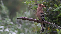Hoopoe (Upupa epops) male perched and calling, May.
