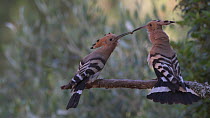 Hoopoe (Upupa epops) male and female displaying courtship behaviour before exiting the frame, June.