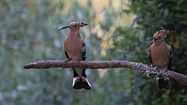 Hoopoe (Upupa epops) male and female perched calling to each other before exiting frame, June.