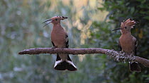Hoopoe (Upupa epops) male calling perched and female enters frame, June.