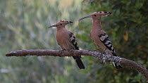 Hoopoe (Upupa epops) female perched then male arrives and offers food to female who refuses, June.