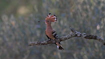 Hoopoe (Upupa epops) male arrives with food on perch then exits frame, July.