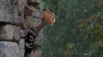 Hoopoe (Upupa epops) male feeding chick at nest hole before exiting the frame, July.