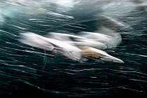 Long exposure of a Northern gannet (Morus bassanus) diving underwater to feed on fish. Shetland, Scotland, UK. May. HIPA 2022 competition - Grand Prize Winner. Underwater Photographer of the Year 2022...