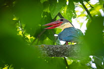 Stork-billed kingfisher (Pelargopsis capensis) perched on branch with beak open, Bardia National Park, Terai, Nepal.
