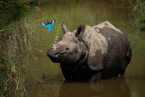 Greater one-horned rhinoceros (Rhinoceros unicornis) standing in shallow water watching a White-throated kingfisher (Halcyon smyrnensis) fly by, Bardia National Park, Terai, Nepal.