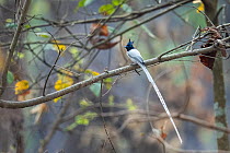 Asian / Indian paradise flycatcher (Terpsiphone paradisi) perched on branch, Bardia National Park, Terai, Nepal.