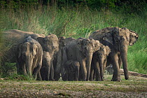 Asian elephant (Elephas maximus indicus) herd mud bathing, Bardia National Park, Terai, Nepal.