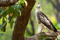 Changeable hawk-eagle / Crested hawk-eagle (Nisaetus cirrhatus) perched on branch, Bardia National Park, Terai, Nepal.