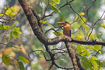 Stork-billed kingfisher (Pelargopsis capensis) perched on branch, Bardia National Park, Terai, Nepal.