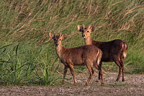 Two  Barking deer (Muntiacus muntjak) standing side by side, Bardia National Park, Terai, Nepal.